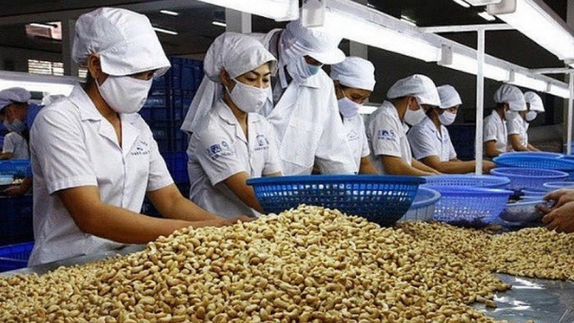 Nine-month cashew exports record double-digit growth