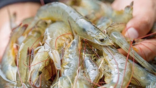 VietShrimp 2024 slated for March in Ca Mau