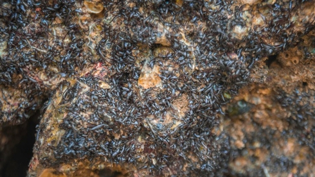 Đặc sản rau cạo - lộc trời bám trên đá