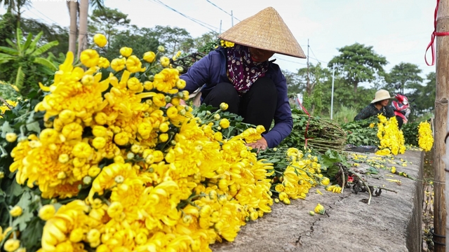 Hoa cúc Tây Tựu bị bỏ đầy đồng, giá rớt thảm ngay sát vụ Tết