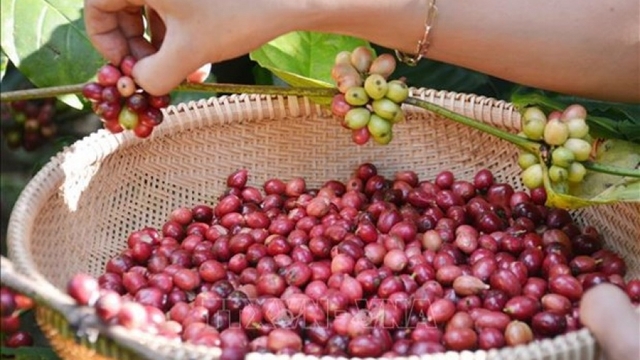 Agricultural products key part of Vietnam’s exports to Guangdong