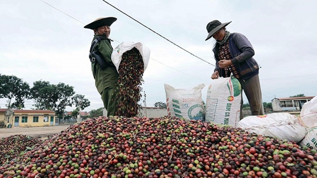 Giá cà phê hôm nay 7/8: Cà phê trong nước cao nhất 101.200 đồng/kg