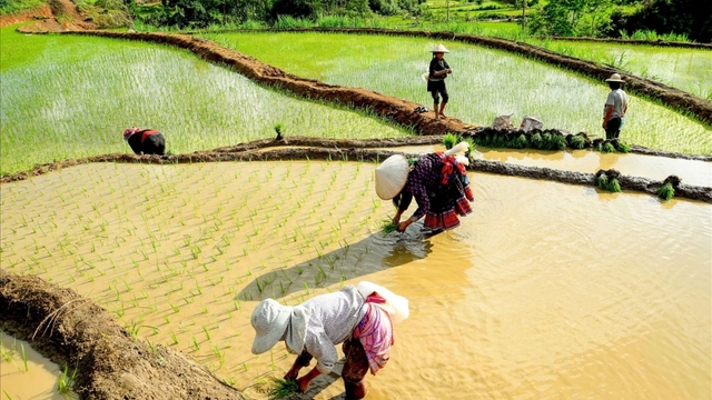 Phát triển sản xuất nông, lâm nghiệp bền vững ở vùng đồng bào dân tộc thiểu số