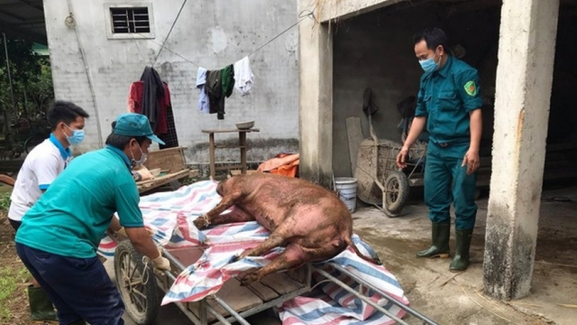 African swine fever recurs in central Vietnam