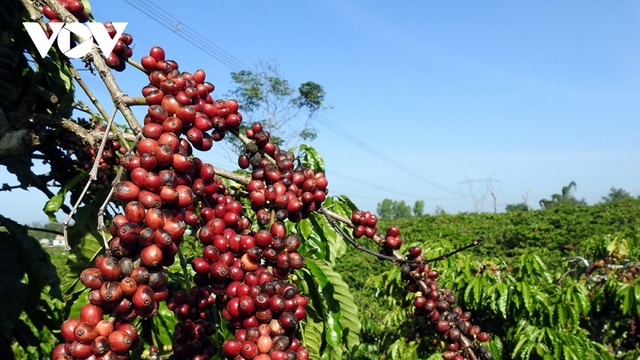 Giá cà phê hôm nay 14/7: Giá cà phê trong nước 90.300 đồng/kg