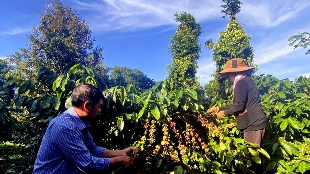 Giá cà phê hôm nay 27/3: Giá cà phê trong nước ở mức 93.200 đồng/kg