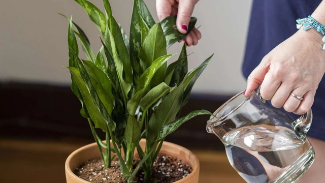 Nhầm tưởng nước thải điều hòa bẩn nhưng công dụng bất ngờ