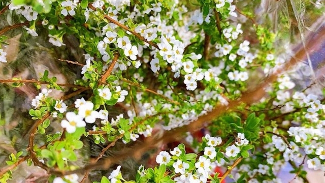 Loại hoa mảnh mai, trắng như tuyết được “săn lùng” dịp Tết
