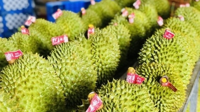 Durian emerging as 'golden fruit' among Vietnam's exports