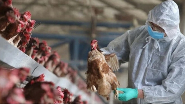 Vietnam detects first human case infected with avian influenza subtype H9