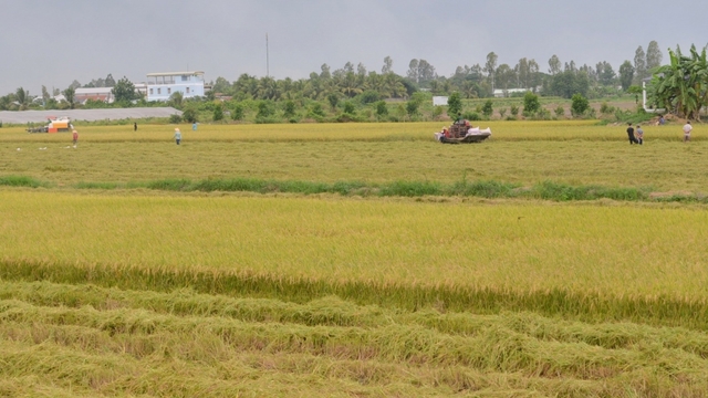 Xuất khẩu khởi sắc cơ hội để khẳng định thương hiệu gạo Việt Nam