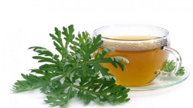 Nước ngải cứu có tác dụng gì?