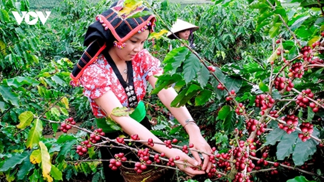 Giá cà phê hôm nay 6/6: Cà phê trong nước tăng 1.500 đồng/kg