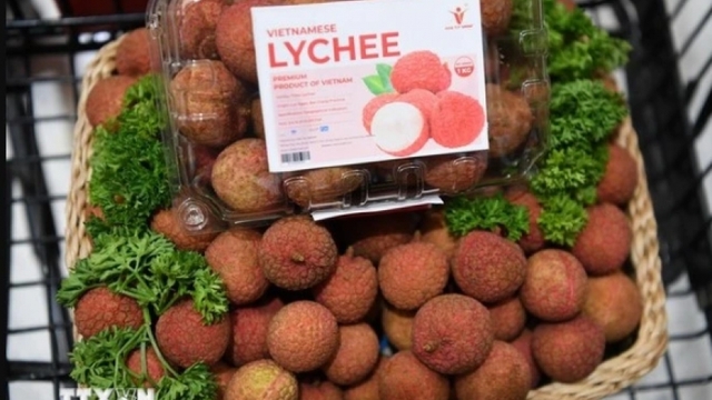 Vietnamese lychees become familiar to Thai consumers