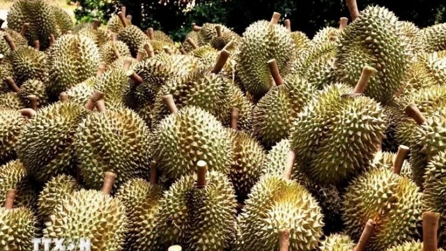 Insiders optimistic about durian export to China