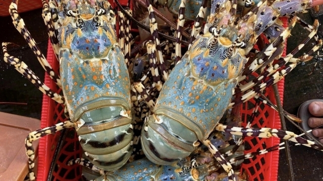 First-ever Cam Ranh lobster festival to open in mid-August