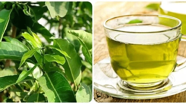 Uống nước vối hàng ngày có tốt cho sức khoẻ?