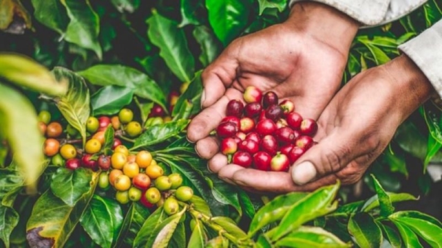 Giá cà phê hôm nay 9/7: Giá cà phê trong nước thu mua ở mức 92.800 đồng/kg