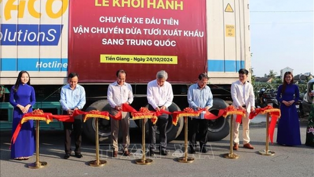 Tien Giang exports first batch of fresh coconuts to Chinese market