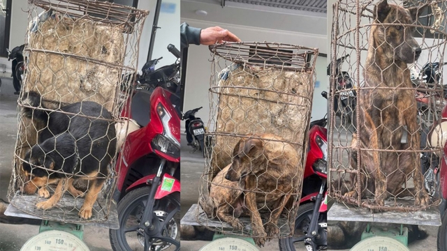 Nóng 24h: Bắt giữ nhóm đối tượng một tháng trộm hơn 100 con chó
