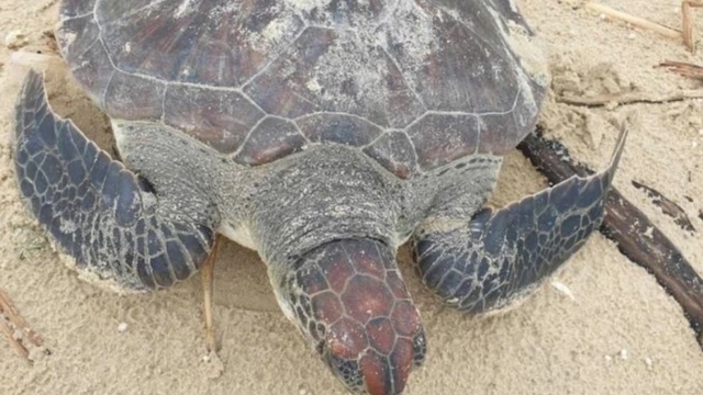 Rare green sea turtle released in Quang Tri