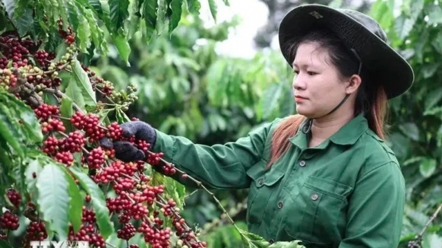 Vietnam’s coffee exports possibly top US$5 billion for first time