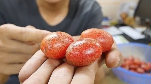 Những công dụng chữa bệnh từ cây nhót không phải ai cũng biết