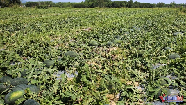 Dưa hấu rớt giá thảm hại khiến nông dân điêu đứng