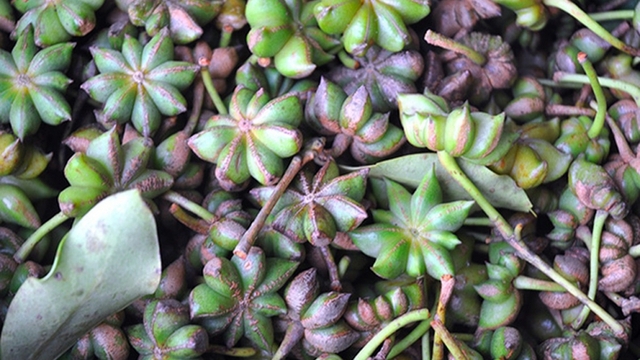 Xuất khẩu loài hoa quý, Việt Nam thu hàng trăm tỷ đồng