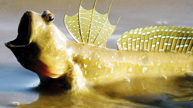 Đặc sản "khiêu vũ giữa đầm lầy" có giá đến 350.000 đồng/kg