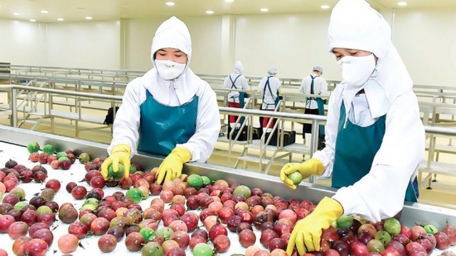 Four more Vietnamese agricultural products exported officially to China
