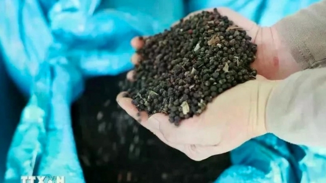 Pepper exporters responding to new US tariff policy