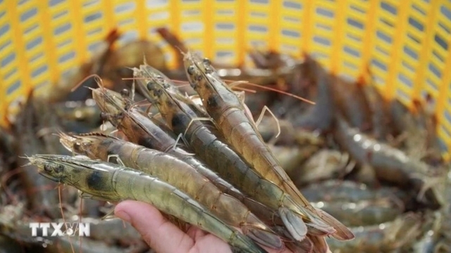 Vietnam charts green path for shrimp industry amid global sustainability push