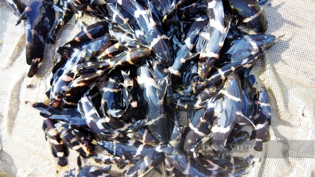 Loại cá đồng ngon nổi tiếng Cà Mau có giá 400.000 đồng/kg