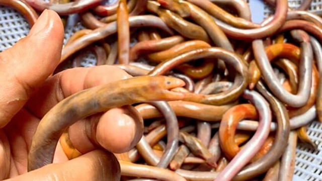 Đặc sản ẩn mình trong bùn có giá tới 700.000 đồng/kg