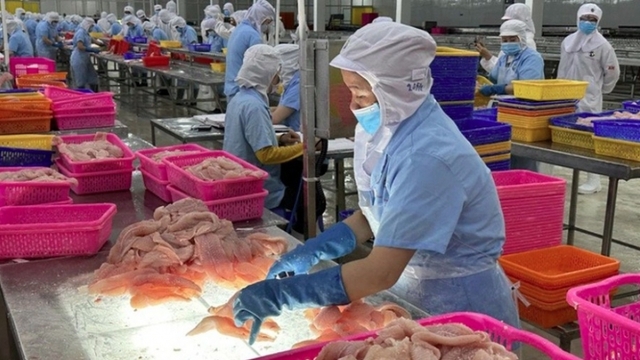 Vietnam’s pangasius exports to EU maintain upward trend