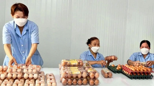 Giá trứng gia cầm giảm mạnh có xu hướng “rơi về đáy”