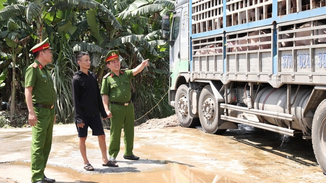 Bắt giữ xe tải chở 180 con lợn bệnh, lợn chết đi tiêu thụ