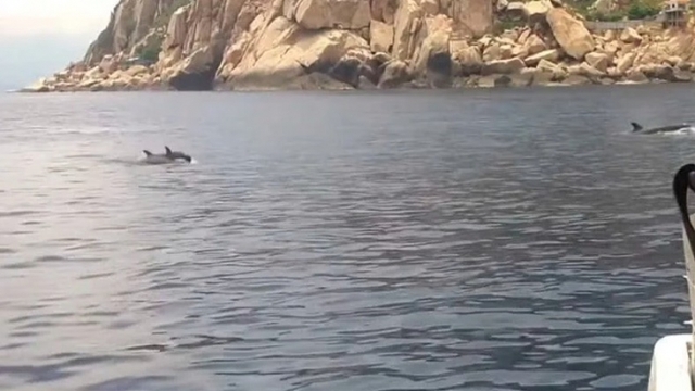 Herd of dolphins make surprise appearance in Nha Trang