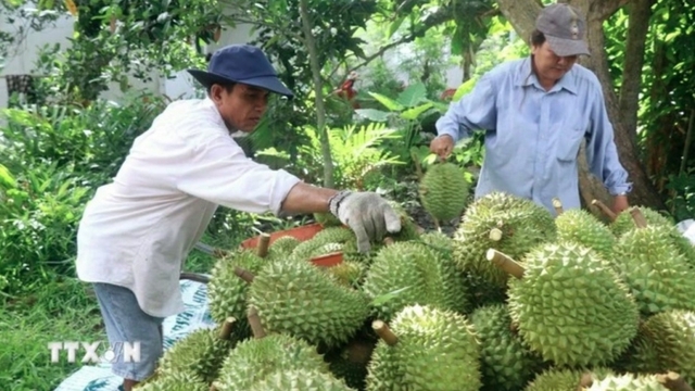 Vietnam, China seek to solve difficulties in agricultural exports