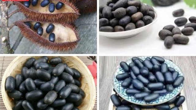 Cây vuốt hùm được săn lùng làm dược liệu quý