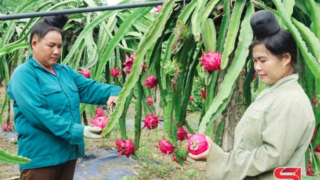 Ứng dụng công nghệ vào sản xuất nông nghiệp ở Sơn La