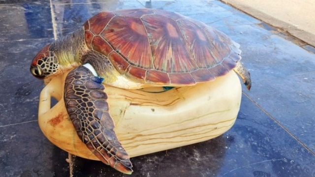 Endangered sea turtle rescued from "ghost" net off Quang Ngai coast