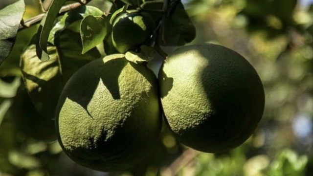 Australia clears path for Vietnamese pomelos with biosecurity final report