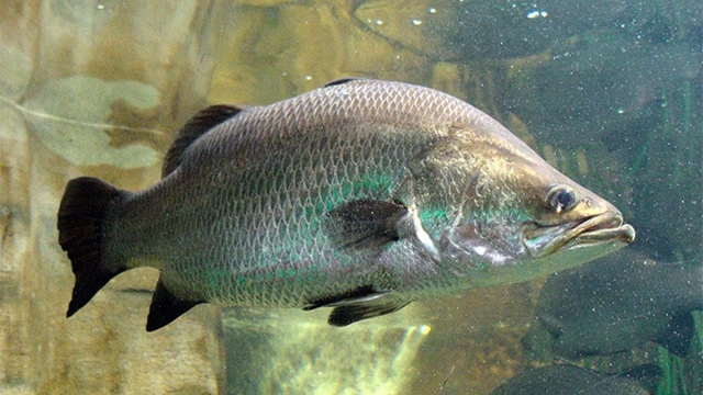 Sánh ngang cá hồi, nhưng loại đặc sản này có giá rẻ hơn nhiều