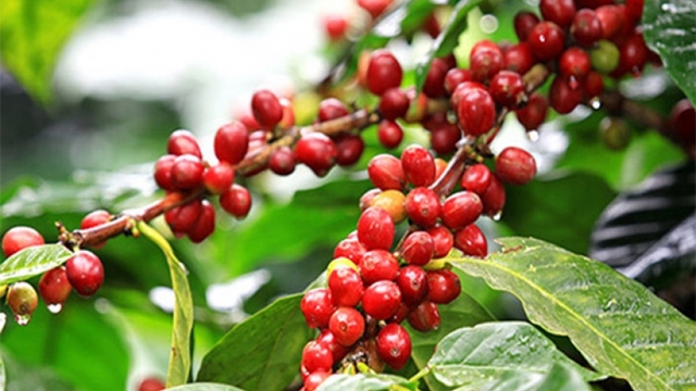 Giá cà phê hôm nay 16/8: Giá cà phê Robusta và Arabica tăng giảm trái chiều