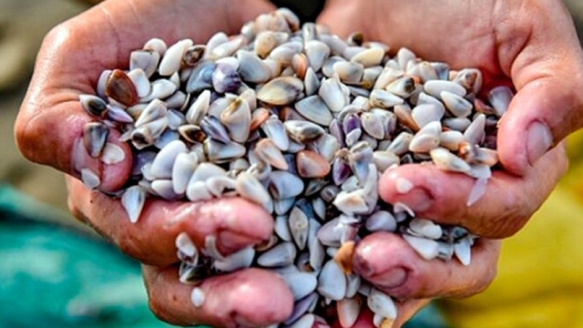 Người dân Nam Định đổ xô săn “lộc biển”, kiếm tiền triệu mỗi ngày