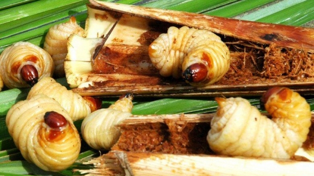 Đặc sản Cà Mau nhìn "sợ khiếp vía" có giá đến 600.000 đồng/kg