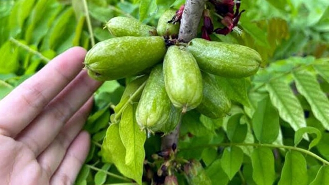 Khế tàu Tây Bắc thành đặc sản mùa Hè