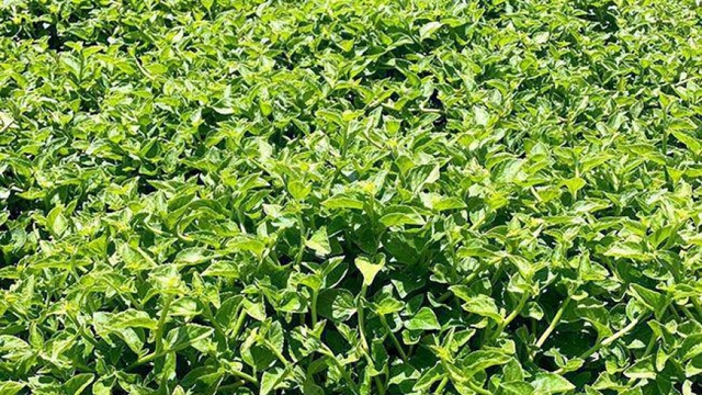 Cây dại gặp mưa xanh mơn mởn, thành đặc sản có giá 120.000 đồng/kg